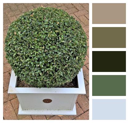 Boxwood Boxwood Ball Plant Image